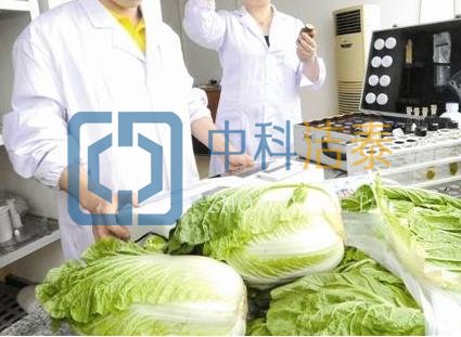 大白菜有甲醛
